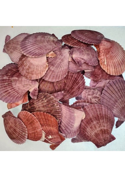 Pecten Novalis Mor Kiloluk Deniz Kabuğu (1 kg