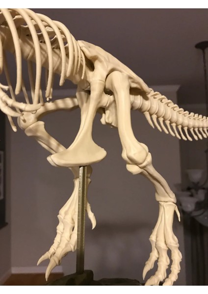 Jurassic Dönemi T-Rex Iskelet Maketi – Eğitim Amaçlı Dekoratif Model