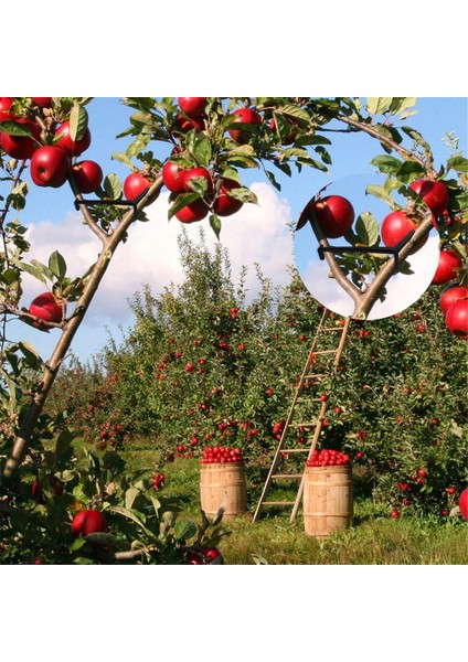 Meyve Ağacı Dalı Gerdirici, Kasık Dallarını Germek Için (Yurt Dışından) indirimleri
