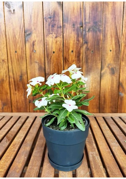 Dekoratif Küçük Boy Renkli Çiçek Saksısı Masa Üstü Saklılık Haznesi Tabaklı Saksı 1.1lt (130X125MM)