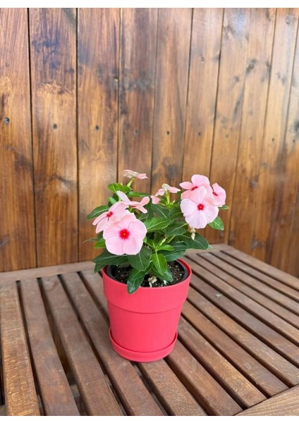 Pembe Dekoratif Küçük Boy Renkli Çiçek Saksısı Masa Üstü Saklılık Haznesi Tabaklı Saksı 1.1lt (130X125MM)