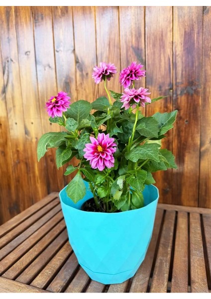 Dekoratif Büyük Boy Mavi Prizma Çiçek Saksısı Tabaklı Saksı 4,8lt (220X193MM)