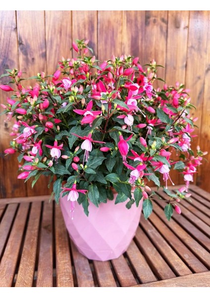 Dekoratif Büyük Boy Pembe Prizma Çiçek Saksısı Tabaklı Saksı 4,8lt (220X193MM)