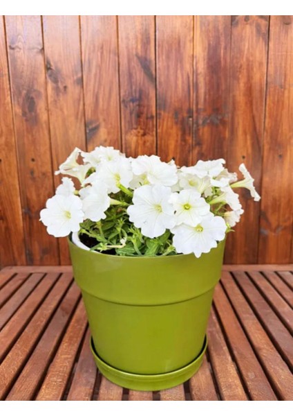 Dekoratif Büyük Boy Yeşil Çiçek Saksısı Tabaklı Saksı 6lt (240X225MM)