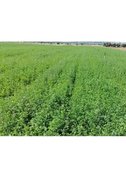 Osm Kaplamalı Elçi Yonca Tohumu (10 Kg) modelleri