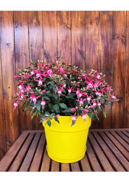 Dekoratif Büyük Boy Sarı Renkli Çiçek Saksısı Tabaklı Saksı 6lt (240X225MM)