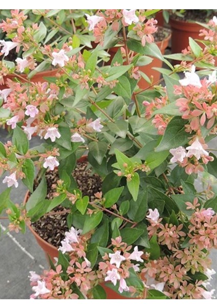 Kelebek Çalısı 40-60 cm - Buddleja Davidii