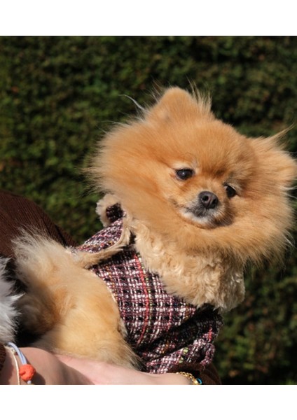 Bcbc Gabriella Coat Mürdüm Köpek Ceket modelleri