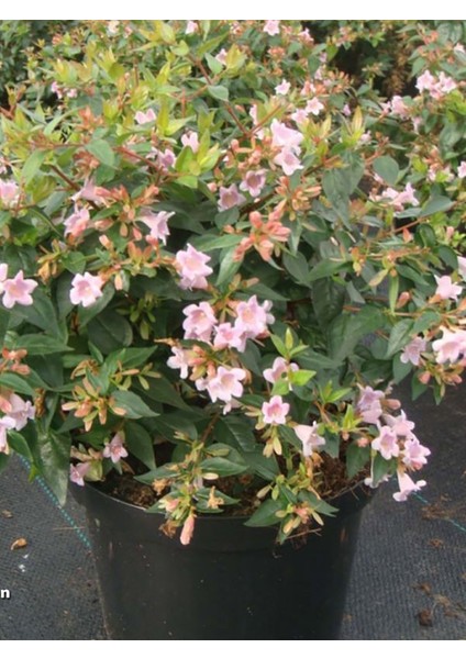 Videolu Hoş 1 Adet Kelebek Çalısı Fidanı 40-60 cm Saksılı (Butterfly Bush Sapling) fiyatları