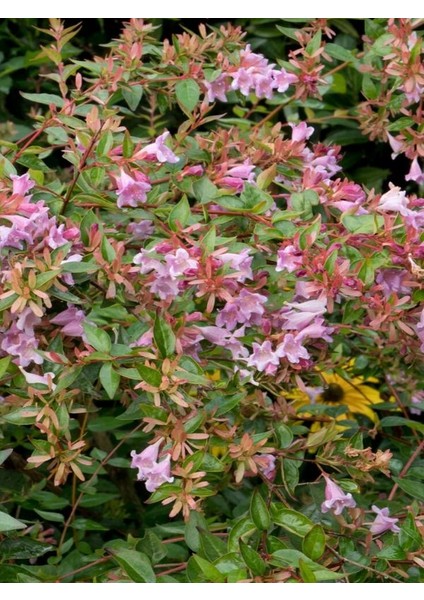 Videolu Hoş 1 Adet Kelebek Çalısı Fidanı 40-60 cm Saksılı (Butterfly Bush Sapling) modelleri