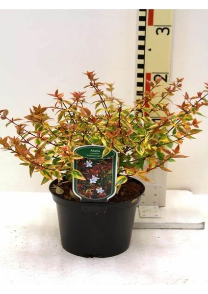 Videolu Hoş 1 Adet Kelebek Çalısı Fidanı 40-60 cm Saksılı (Butterfly Bush Sapling) fırsatları