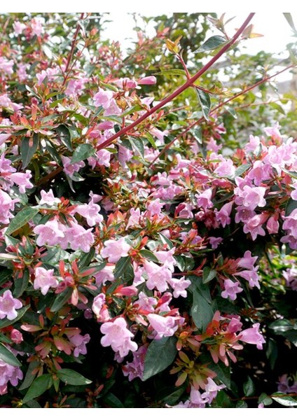 Videolu Hoş 1 Adet Kelebek Çalısı Fidanı 40-60 cm Saksılı (Butterfly Bush Sapling) indirimleri