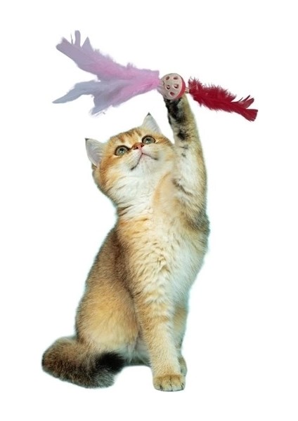 Tüylü Püsküllü kedi Oyuncağı dikkat Çekici Renkli Sevimli Evcil Hayvan Oyuncağı (5047) fiyatları