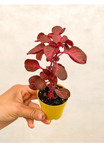 Çingene Şalvarı Bitkisi Iresine Herbstii Fidesi Fidanı 10-20 cm