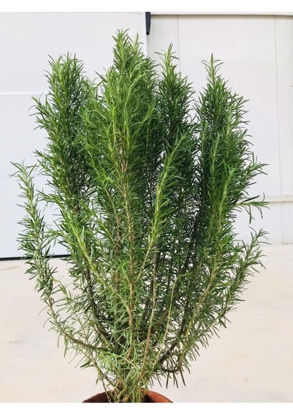 Biberiye Fidanı Rosmarinus Saksılı Orta Boy 10-20 cm modelleri