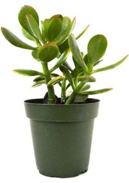 Para Çiçeği Crassula Ovata Fidanı Saksılı 10-20 cm