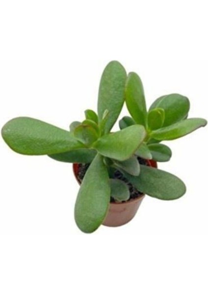 Para Çiçeği Crassula Ovata Fidanı Saksılı 10-20 cm fiyatları