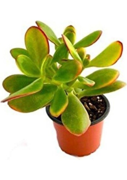 Para Çiçeği Crassula Ovata Fidanı Saksılı 10-20 cm modelleri