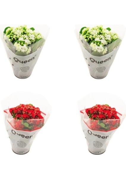 Kalanşo Emel Hanım Çiçeği Fidanı 4'lü Mix Set 10-20 cm