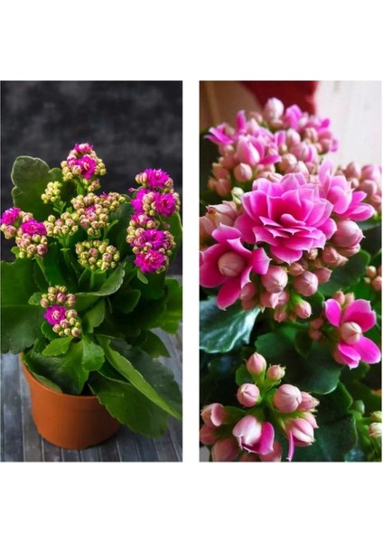 Kalanchoe Çiçeği Kalanşo Emel Hanım Pembe 8.5 Saksıda 10-20 cm