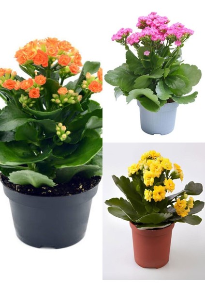 Kalanchoe Çiçeği Emel Hanım Karışık Renkli 3 Adet Sarı Pembe Turuncu