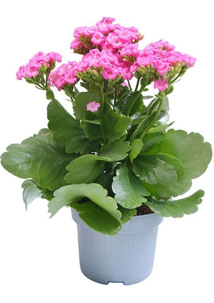 Kalanchoe Çiçeği Emel Hanım Karışık Renkli 3 Adet Sarı Pembe Turuncu modelleri