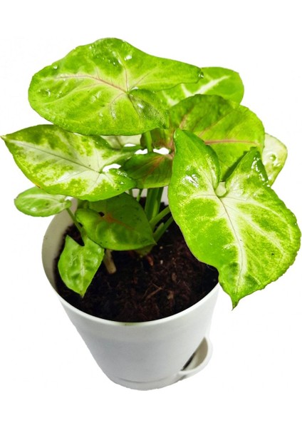 Syngonium Mango Allusion Melek Kanadı Çiçeği Fidanı 10-20 cm