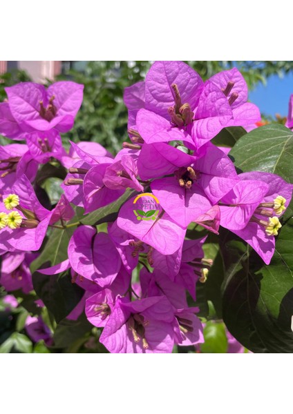 2 Yaş Ada Begonvili Fidanı