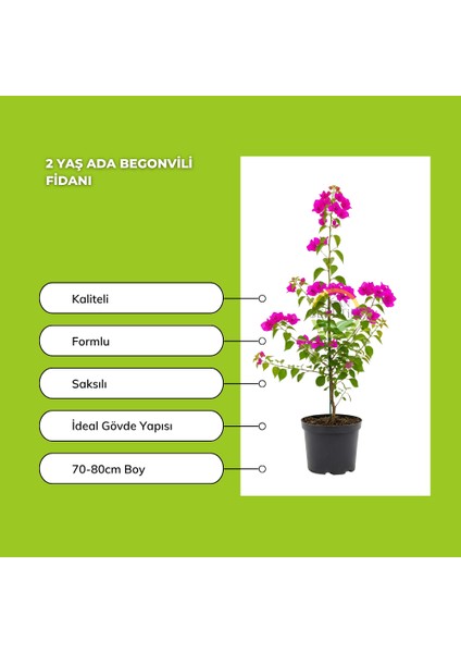 2 Yaş Ada Begonvili Fidanı fiyatları