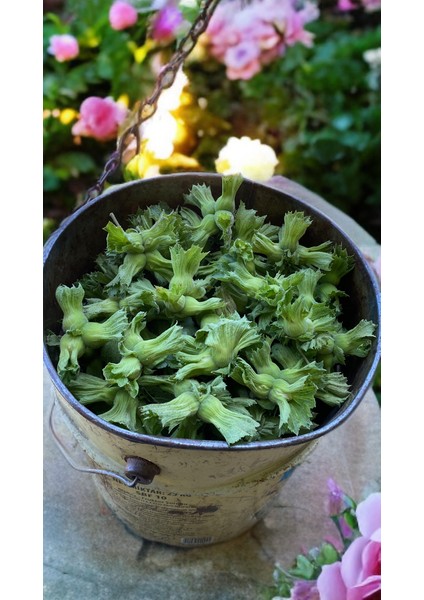 Taze Yeşil, Yaş Fındık 5 kg