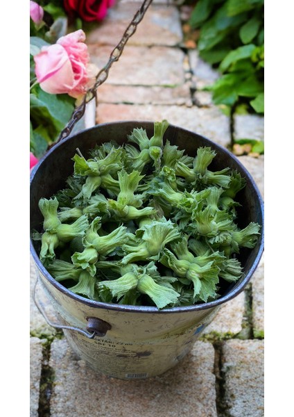 Taze Yeşil, Yaş Fındık 1 kg