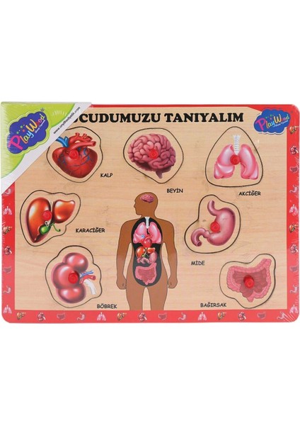 ONY-287 288 Ahşap Tutmalı Vücumuzu Tanıyalım -Onyıl Oyuncak