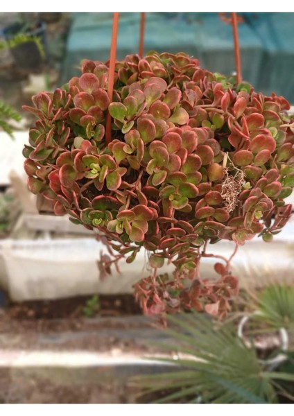 Calico Kitten Sukulent – Sarkık Saksı Crassula Pellucida ‘variegata’, Krem-Pembe Kalp Yaprak