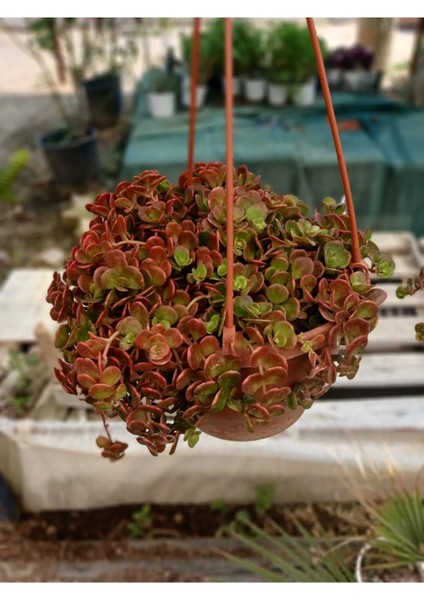 Calico Kitten Sukulent – Sarkık Saksı Crassula Pellucida ‘variegata’, Krem-Pembe Kalp Yaprak