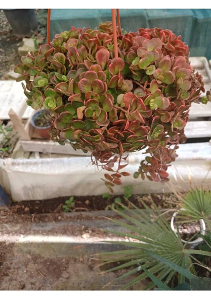 Calico Kitten Sukulent – Sarkık Saksı Crassula Pellucida ‘variegata’, Krem-Pembe Kalp Yaprak