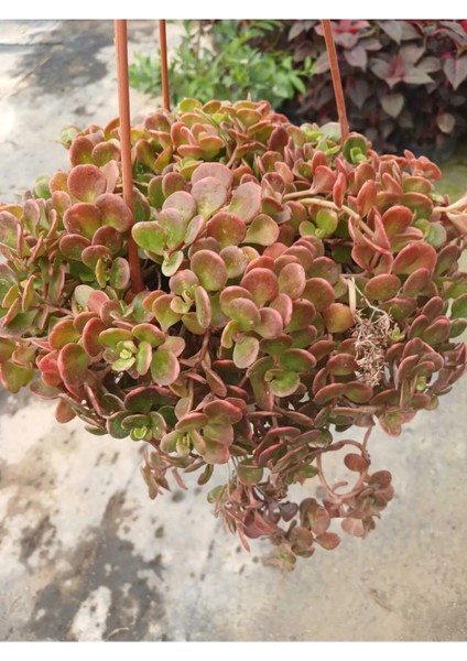 Calico Kitten Sukulent – Sarkık Saksı Crassula Pellucida ‘variegata’, Krem-Pembe Kalp Yaprak