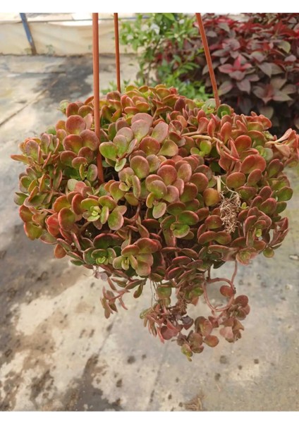 Calico Kitten Sukulent – Sarkık Saksı Crassula Pellucida ‘variegata’, Krem-Pembe Kalp Yaprak
