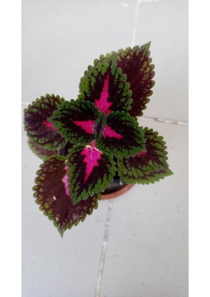 Yaprak Güzeli Fidanı Kırmızı Mor 10-20 cm