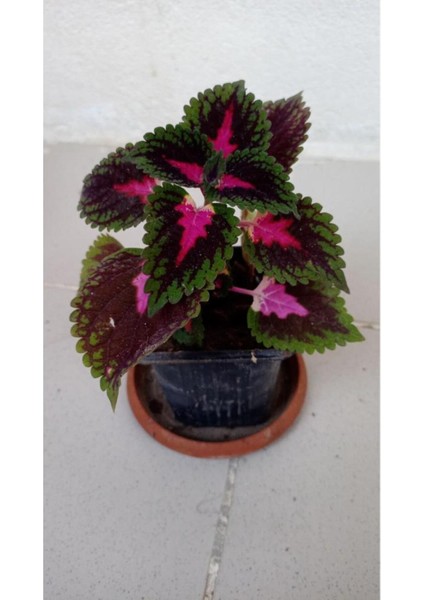 Yaprak Güzeli Fidanı Kırmızı Mor 10-20 cm fiyatları