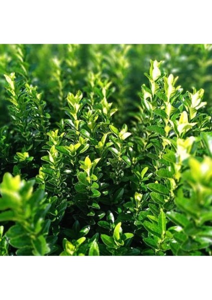 Yeşil Sütun Taflan Euonymus Japonica Green Spire 10-20 cm fiyatları
