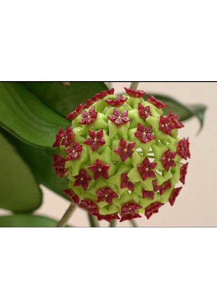 Bordo Yeşil Renkli Mum Çiçeği Fidanı 10-20 cm modelleri