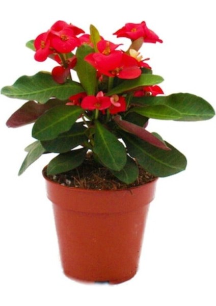 Mini Euphorbia Milii Kaktüs Dikenler Tacı Kırmızı Renkli 10-15 cm