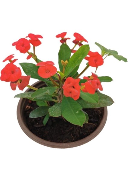 Mini Euphorbia Milii Kaktüs Dikenler Tacı Kırmızı Renkli 10-15 cm fiyatları