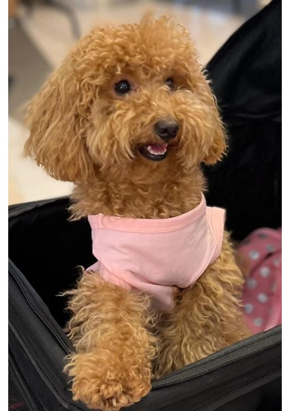 Bcbc Single Köpek T-Shirt Pembe modelleri