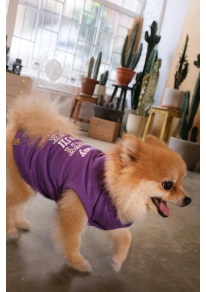 Bcbc Party Köpek T-Shirt Mor fırsatları