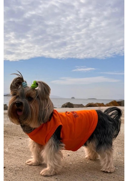 Bcbc Single Köpek T-Shirt Turuncu fiyatları