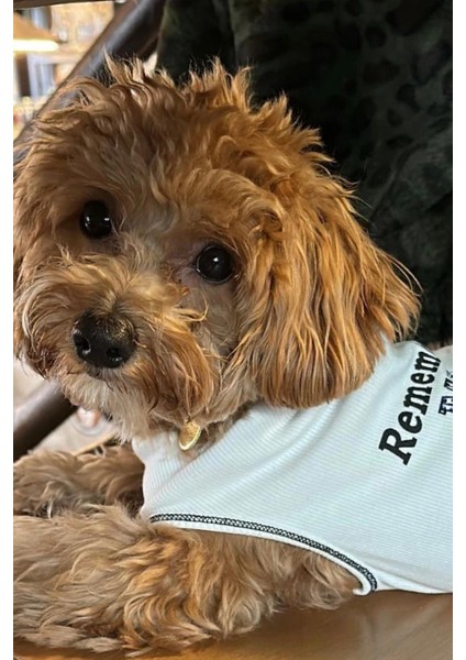 Bcbc Star Köpek T-Shirt modelleri