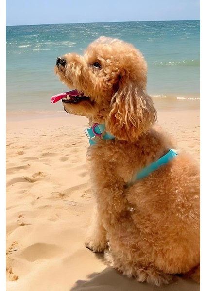 Jelly Collection Köpek Gezdirme Tasması Berry fiyatları