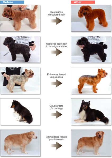 Pet Esthé Color Restoration System Brown Renk Onarımı Sistemi Kahverengi Köpekler Için Şampuan 400 ml modelleri