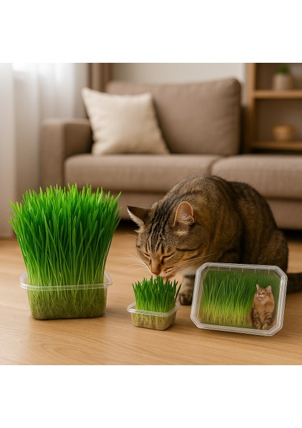 Organik Kedi Çimi (Koruma Fileli)